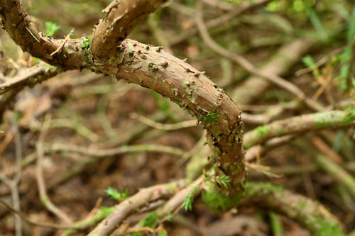 ハイビャクシン,creeping cedar,picture