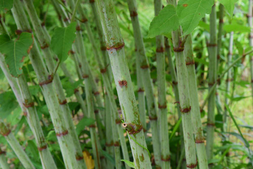 虎杖,植物,イタドリ,茎,画像,いたどり