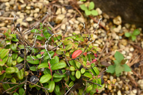 Cowberry