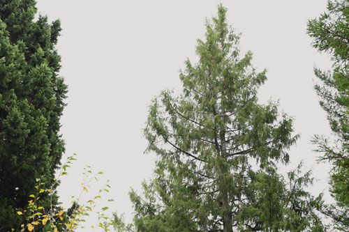 ネズ,樹木,ねずみさし,トショウ