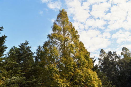 めたせこいあ,種類,メタセコイア