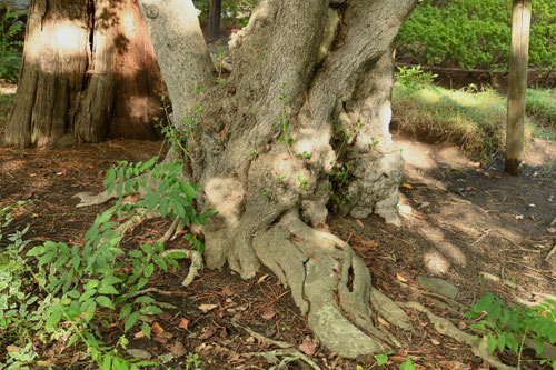 柊,ひらぎの,樹木,ヒイラギ