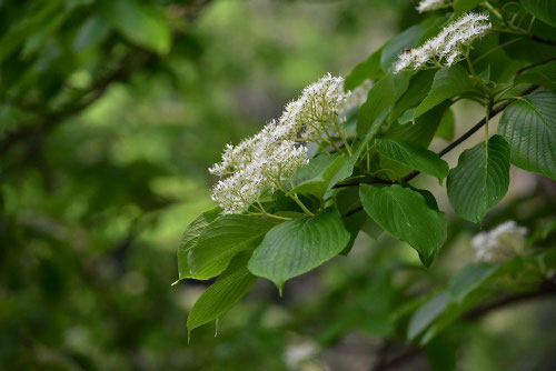 ミズキ,みずき,Giant dogwood,flower