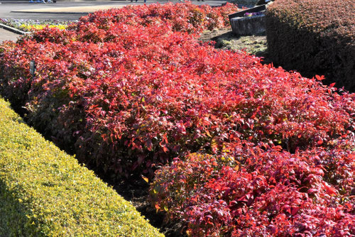 大きくならないナンテン,南天の木