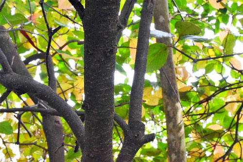 ハクサンボク,白山木,ヤマテラシ,樹皮,はくさんぼく