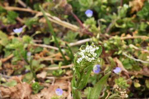 ペンペングサの花