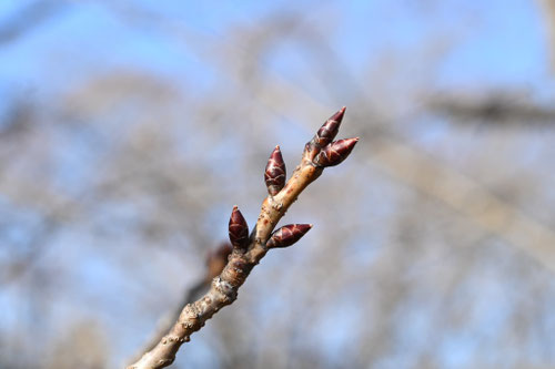 早咲きのサクラ,おおかんざくら,あんぎょうかんざくら