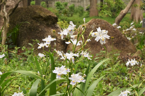 シャガ,開花