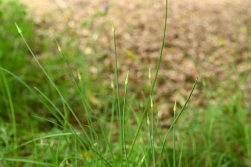 ノビル,のびる,野蒜,野草