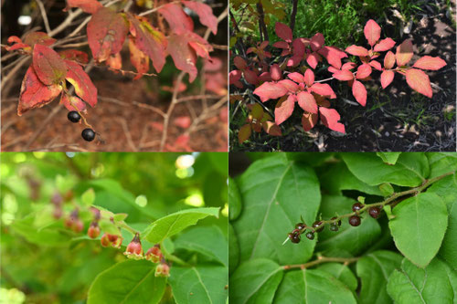 紅葉が美しい樹木,特徴,きれいに