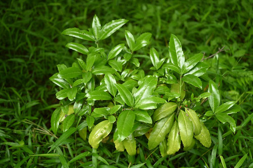 ひめあおき,植物,ヒメアオキ