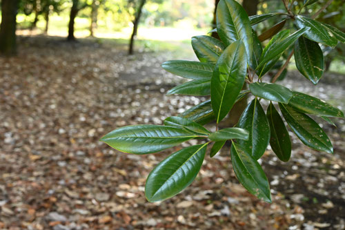 Southern magnolia,variety