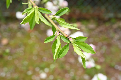ハナモモ,はなもも,花桃