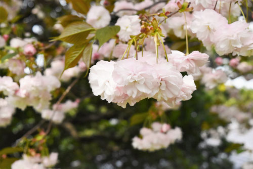 牡丹桜,ふげんぞう