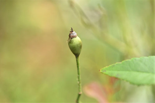 月季薔薇,コウシンバラ,こうしんばら,実