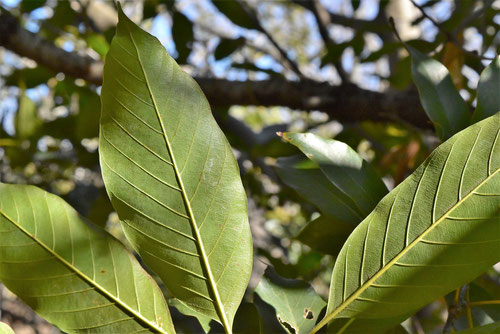 japanese evergreen oak,picture