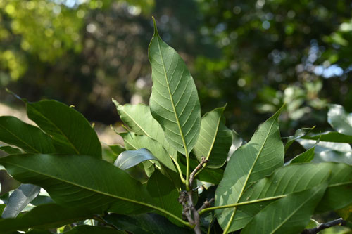 アカガシ,あかがし,赤樫の木,japanese evergreen oak,picture