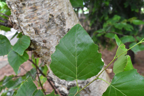 White birch,tree in Japan