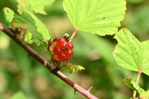 ニガイチゴ,にがいちご,植物