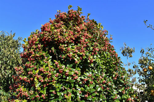 せいようひいらぎ,christmas holly tree in Japan