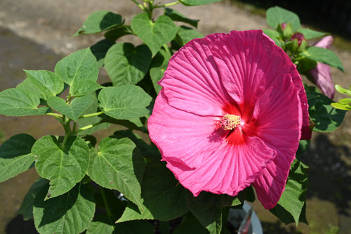 西洋芙蓉,花,フヨウ