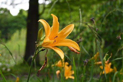 開花時期