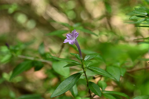 紫丁花