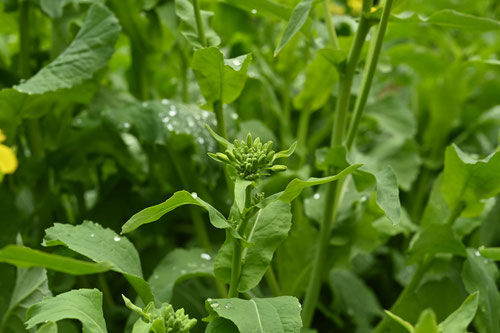 ナノハナ,蕾,つぼみ