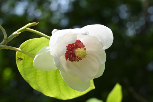 Flowering trees in August in May in Japan