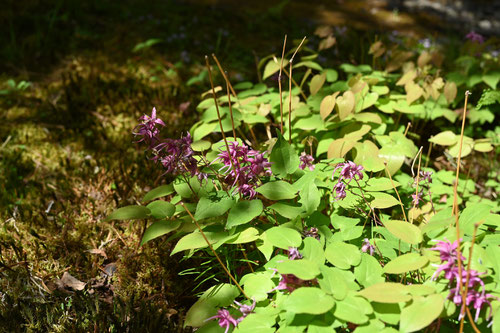 碇草の開花時期,いかりそう,イカリソウ