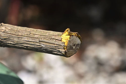 幹,ナンテン,なんてん,南天の木