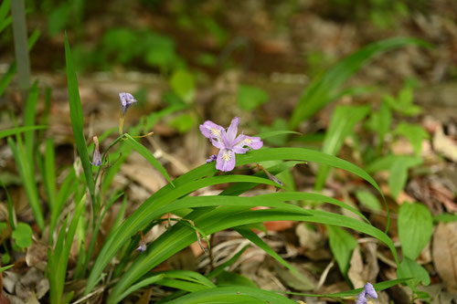 姫しゃが,植物