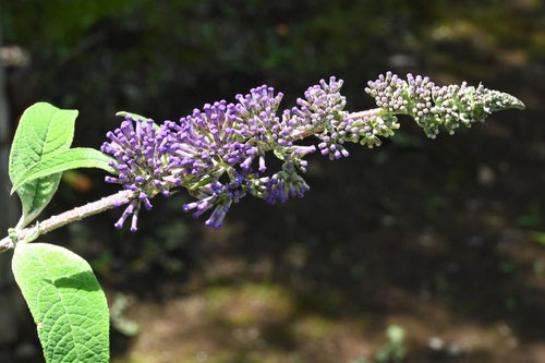 バタフライブッシュ,植物,ブッドレア,ぶっどれあ