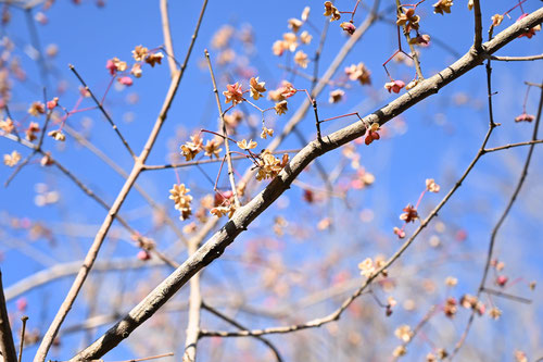 spindle tree