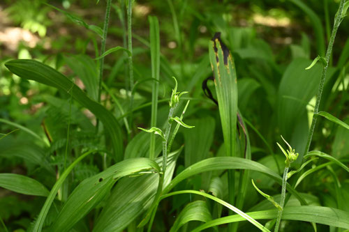あおやぎそう,アオヤギソウ,青柳草
