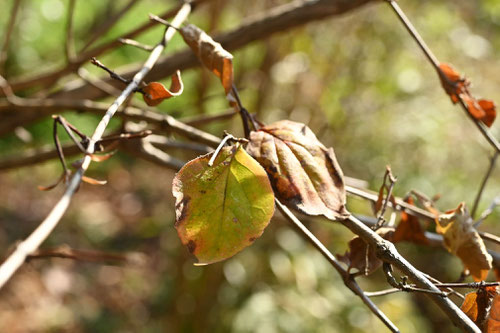 紅葉期