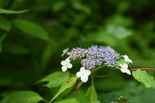 山紫陽花の花,やまあじあさい,ヤマアジサイ