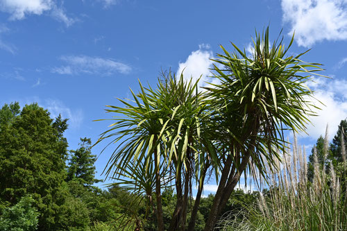 Cabbage tree