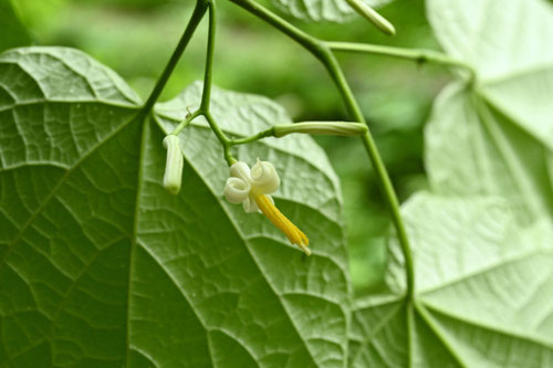5月に咲く花,種類
