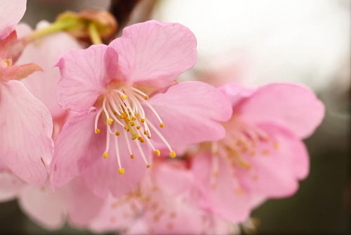 河津桜,特徴