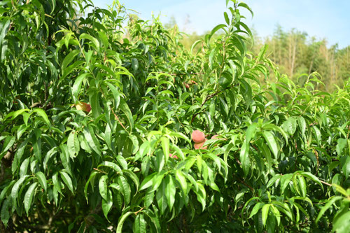 peach tree