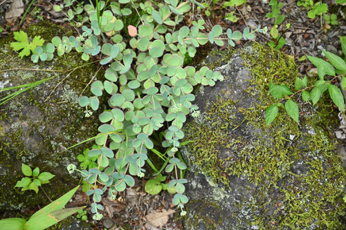 ミセバヤ,植物,特徴