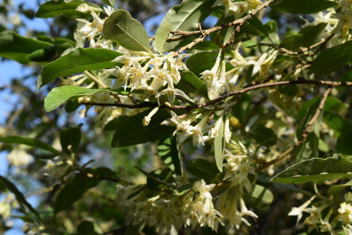 Japanese silverberry