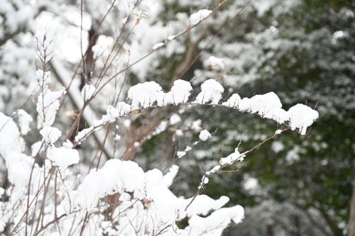 コデマリの木,こでまり,小手鞠,雪