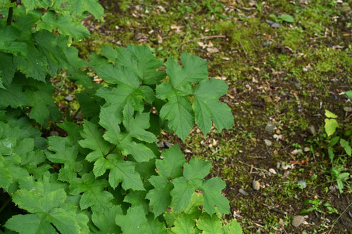 ハナウド,はなうど,植物