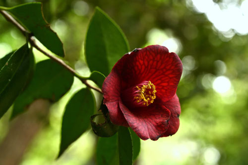 ヤブツバキの品種