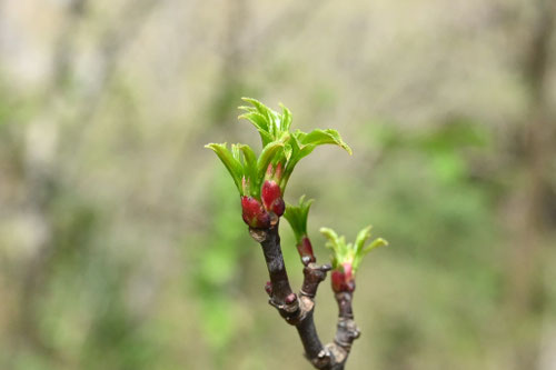 ごんずいの木,ゴンズイ,植物,新芽