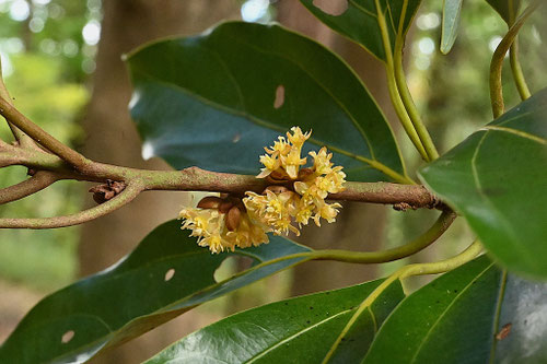 めばな,しろだも