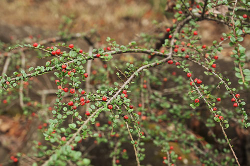 Rockspray cotoneaster,べにしたん