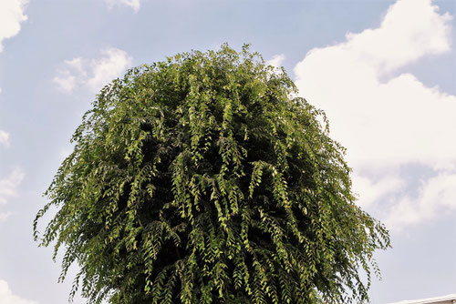 けやき,ケヤキの剪定,ダメ